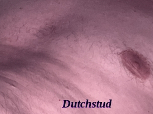 Dutchstud