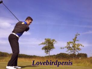 Lovebirdpenis